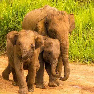 Explore Sri Lanka Wildlife for 11 days with Passage Holidays and discover unforgettable experiences - Photo 9