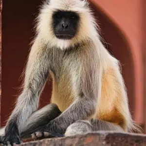 Explore The brightest colours of Royal Rajasthan, private AC car for 15 days with Payless tours india and discover unforgettable experiences - Photo 6