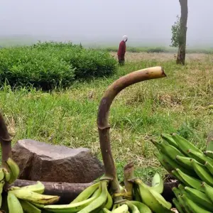 Explore Glimpse of Cameroon and Central African Republic for 11 days with Penguin Travel and discover unforgettable experiences - Photo 8