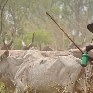 Explore Ghana, Togo, Benin - Voodoo and Tribal Festivals for 12 days with Penguin Travel and discover unforgettable experiences - Photo 8