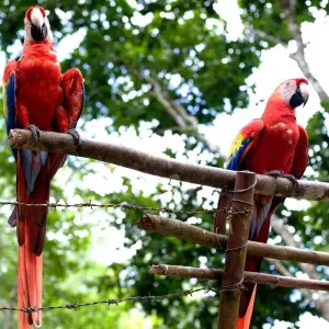 Explore The Lure of Central America (Guatemala, Honduras, El Salvador, Nicaragua) for 13 days with Penguin Travel and discover unforgettable experiences - Photo 6