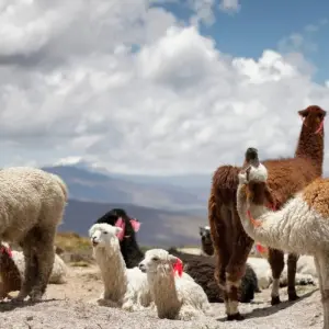 Explore Northern of Argentina in Salta & Jujuy for 6 days with People Travel and Experience and discover unforgettable experiences - Photo 11