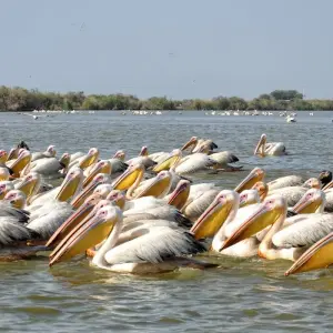 Explore Senegal and The Gambia: A Cultural and Wildlife Odyssey for 10 days with Penguin Travel and discover unforgettable experiences - Photo 5