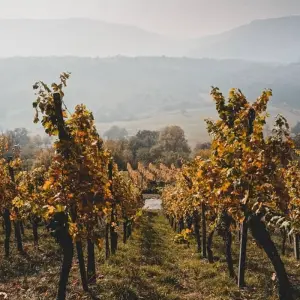 Explore Wines and High Mountains: Salta & Mendoza for 7 days with People Travel and Experience and discover unforgettable experiences - Photo 5