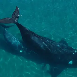 Explore Buenos Aires & Puerto Madryn for 6 days with People Travel and Experience and discover unforgettable experiences - Photo 2