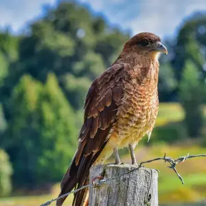 Explore Northern Patagonia: San Carlos de Bariloche for 5 days with People Travel and Experience and discover unforgettable experiences - Photo 5