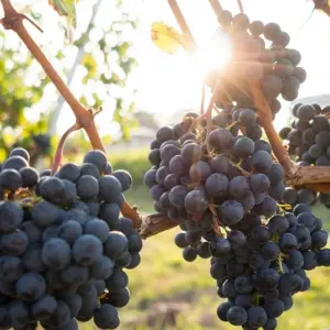 Explore Wines and High Mountains: Salta & Mendoza for 7 days with People Travel and Experience and discover unforgettable experiences - Photo 11