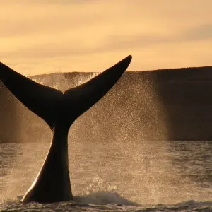 Explore Buenos Aires & Puerto Madryn for 6 days with People Travel and Experience and discover unforgettable experiences - Photo 8