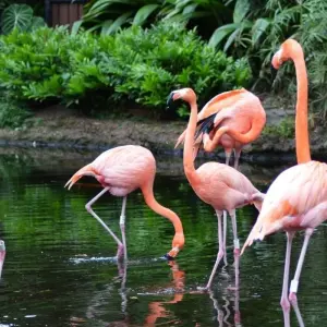 Explore Magnificent Iguazu Falls & Ibera Wetlands for 8 days with People Travel and Experience and discover unforgettable experiences - Photo 4