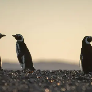 Explore Buenos Aires & Puerto Madryn for 6 days with People Travel and Experience and discover unforgettable experiences - Photo 10
