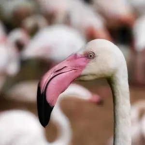 Explore Magnificent Iguazu Falls & Ibera Wetlands for 8 days with People Travel and Experience and discover unforgettable experiences - Photo 7