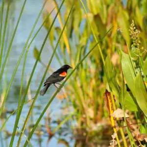 Explore Magnificent Iguazu Falls & Ibera Wetlands for 8 days with People Travel and Experience and discover unforgettable experiences - Photo 11