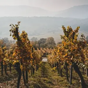 Explore Border Crossing: Santiago de Chile & Mendoza for 7 days with People Travel and Experience and discover unforgettable experiences - Photo 8