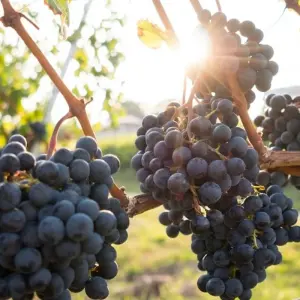 Explore Border Crossing: Santiago de Chile & Mendoza for 7 days with People Travel and Experience and discover unforgettable experiences - Photo 10