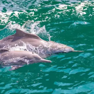 Explore Oman Adventure - 8 Days for 8 days with Peregrine Treks and Expedition Pvt Ltd and discover unforgettable experiences - Photo 7