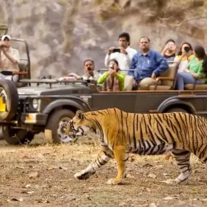 Explore Chitwan Jungle Safari 2 Night 3 Days for 3 days with Peregrine Treks and Expedition Pvt Ltd and discover unforgettable experiences - Photo 4