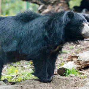 Explore Chitwan Jungle Safari 2 Night 3 Days for 3 days with Peregrine Treks and Expedition Pvt Ltd and discover unforgettable experiences - Photo 5