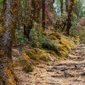 Explore Langtang Gosainkunda Trek for 15 days with Peregrine Treks and Expedition Pvt Ltd and discover unforgettable experiences - Photo 6