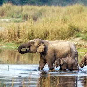 Explore Chitwan Jungle Safari 2 Night 3 Days for 3 days with Peregrine Treks and Expedition Pvt Ltd and discover unforgettable experiences - Photo 8