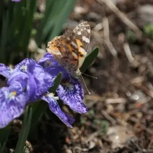 Explore Langtang Gosainkunda Trek for 15 days with Peregrine Treks and Expedition Pvt Ltd and discover unforgettable experiences - Photo 10