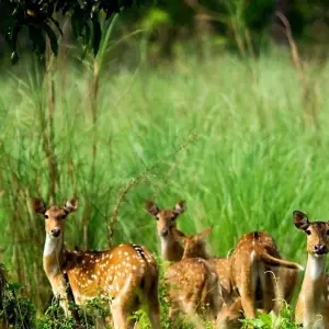 Explore Chitwan Jungle Safari 2 Night 3 Days for 3 days with Peregrine Treks and Expedition Pvt Ltd and discover unforgettable experiences - Photo 10