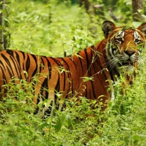 Explore Chitwan Jungle Safari 2 Night 3 Days for 3 days with Peregrine Treks and Expedition Pvt Ltd and discover unforgettable experiences - Photo 11