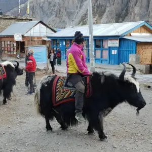 Explore Annapurna Circuit and Tilicho Lake Trek for 17 days with Peregrine Treks and Expedition Pvt Ltd and discover unforgettable experiences - Photo 2