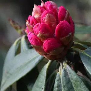 Explore Poon Hill trek from Pokhara for 3 days with Peregrine Treks and Expedition Pvt Ltd and discover unforgettable experiences - Photo 6