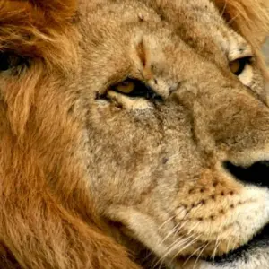 Explore 8 Days Kenya & Tanzania Group Camping Safari with Complimentary First Night Accommodation at After 40 Hotel and Free Airport Pick up. for 8 days with Perfect Wilderness Tours And Safaris and discover unforgettable experiences - Photo 3