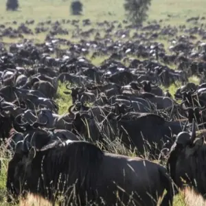 Explore 8 Days Kenya & Tanzania Group Camping Safari with Complimentary First Night Accommodation at After 40 Hotel and Free Airport Pick up. for 8 days with Perfect Wilderness Tours And Safaris and discover unforgettable experiences - Photo 5