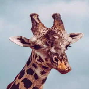 Explore 8 Days Kenya & Tanzania Group Camping Safari with Complimentary First Night Accommodation at After 40 Hotel and Free Airport Pick up. for 8 days with Perfect Wilderness Tours And Safaris and discover unforgettable experiences - Photo 6