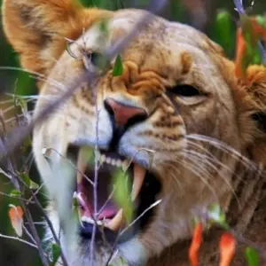 Explore 8 Days Kenya & Tanzania Group Camping Safari with Complimentary First Night Accommodation at After 40 Hotel and Free Airport Pick up. for 8 days with Perfect Wilderness Tours And Safaris and discover unforgettable experiences - Photo 7