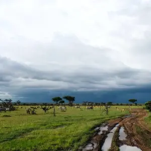 Explore 8 Days Kenya & Tanzania Safari (Private Lodging) with Complimentary First Night Accommodation at Raha Suites Hotel and free airport pickup. for 8 days with Perfect Wilderness Tours And Safaris and discover unforgettable experiences - Photo 3