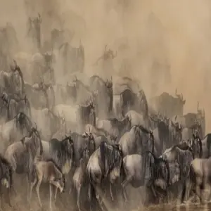 Explore 8 Days Kenya & Tanzania Group Camping Safari with Complimentary First Night Accommodation at After 40 Hotel and Free Airport Pick up. for 8 days with Perfect Wilderness Tours And Safaris and discover unforgettable experiences - Photo 8