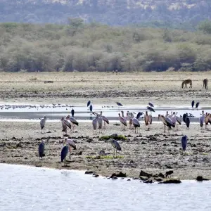 Explore 8 Days Kenya & Tanzania Safari (Private Lodging) with Complimentary First Night Accommodation at Raha Suites Hotel and free airport pickup. for 8 days with Perfect Wilderness Tours And Safaris and discover unforgettable experiences - Photo 4