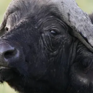 Explore 3 Days, 2 Nights Amboseli National Park From Nairobi with Complimentary Airport Pickup for 3 days with Perfect Wilderness Tours And Safaris and discover unforgettable experiences - Photo 3