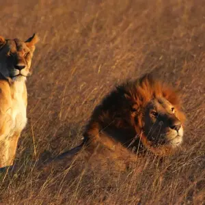 Explore 7 Days, 6 Nights Safari Package To Masai Mara, Lake Nakuru, Lake Naivasha/Hell’s Gate and Samburu National Reserve With Complimentary First Night Accommodation at After 40 Hotel Nairobi. for 7 days with Perfect Wilderness Tours And Safaris and discover unforgettable experiences - Photo 4