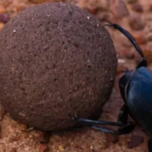 Explore Private 3-Day Tsavo Safari from Mombasa for 3 days with Perfect Wilderness Tours And Safaris and discover unforgettable experiences - Photo 3