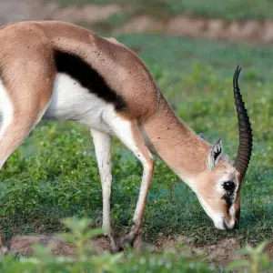 Explore 7 Days, 6 Nights Safari To Masai Mara, Lake Nakuru, Lake Naivasha And Amboseli Safari With Complimentary First Night Accommodation at After 40 Hotel Nairobi. for 7 days with Perfect Wilderness Tours And Safaris and discover unforgettable experiences - Photo 4