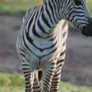 Explore 3 Days, 2 Nights Amboseli National Park From Nairobi with Complimentary Airport Pickup for 3 days with Perfect Wilderness Tours And Safaris and discover unforgettable experiences - Photo 4