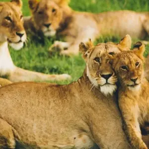 Explore 8 Days Kenya & Tanzania Group Camping Safari with Complimentary First Night Accommodation at After 40 Hotel and Free Airport Pick up. for 8 days with Perfect Wilderness Tours And Safaris and discover unforgettable experiences - Photo 10