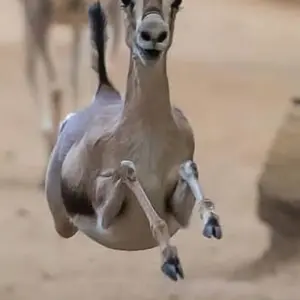 Explore 3 Days, 2 Nights Amboseli National Park From Nairobi with Complimentary Airport Pickup for 3 days with Perfect Wilderness Tours And Safaris and discover unforgettable experiences - Photo 5