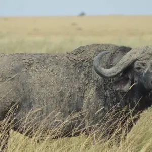 Explore 8 Days Kenya & Tanzania Safari (Private Lodging) with Complimentary First Night Accommodation at Raha Suites Hotel and free airport pickup. for 8 days with Perfect Wilderness Tours And Safaris and discover unforgettable experiences - Photo 6