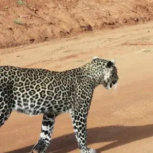 Explore Overnight safari to Tsavo East from Diani for 2 days with Perfect Wilderness Tours And Safaris and discover unforgettable experiences - Photo 3