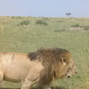 Explore Hot Air Balloon safari in Maasai Mara National Reserve with Bush Breakfast for 1 days with Perfect Wilderness Tours And Safaris and discover unforgettable experiences - Photo 3