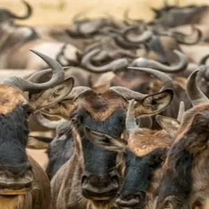 Explore 8 Days Kenya & Tanzania Group Camping Safari with Complimentary First Night Accommodation at After 40 Hotel and Free Airport Pick up. for 8 days with Perfect Wilderness Tours And Safaris and discover unforgettable experiences - Photo 11