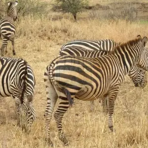 Explore 3 Days, 2 Nights Amboseli National Park From Nairobi with Complimentary Airport Pickup for 3 days with Perfect Wilderness Tours And Safaris and discover unforgettable experiences - Photo 6