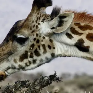 Explore 8 Days Kenya & Tanzania Safari (Private Lodging) with Complimentary First Night Accommodation at Raha Suites Hotel and free airport pickup. for 8 days with Perfect Wilderness Tours And Safaris and discover unforgettable experiences - Photo 7