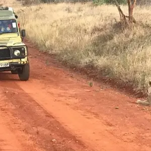 Explore Overnight safari to Tsavo East from Diani for 2 days with Perfect Wilderness Tours And Safaris and discover unforgettable experiences - Photo 4