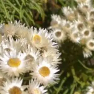 Explore 3 Days Gorilla Trekking Tour in Bwindi Forest Uganda – Flying option for 3 days with Perfect Wilderness Tours And Safaris and discover unforgettable experiences - Photo 3